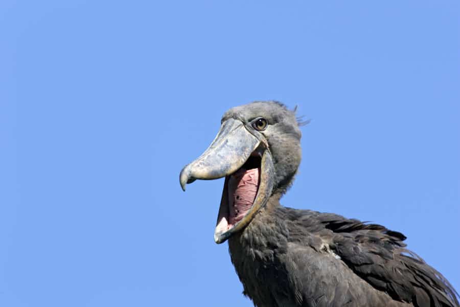 Shoebill Stork Sound