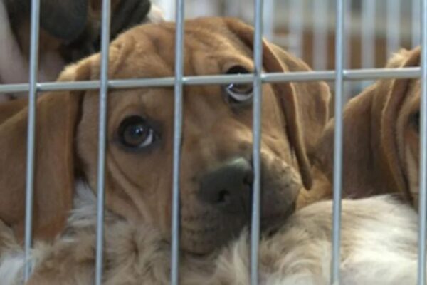 dogs rescued from hoarder in mississippi 2011