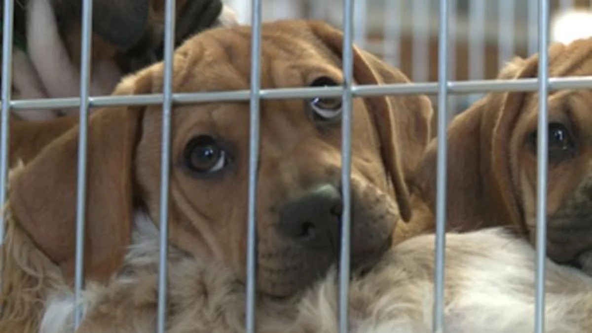 dogs rescued from hoarder in mississippi 2011