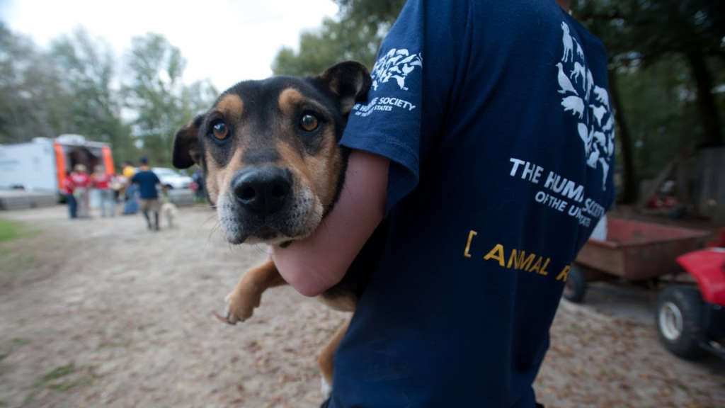 Dogs rescued from hoarder in mississippi 2011: A Heartwarming Journey to New Homes