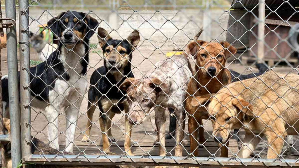 Dogs rescued from hoarder in mississippi 2011: A Heartwarming Journey to New Homes